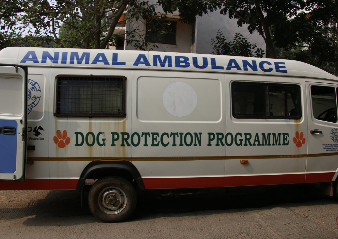 Ambulance services for stray dogs